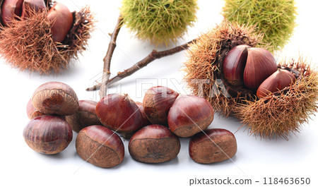 秋味栗（白底） 118463650