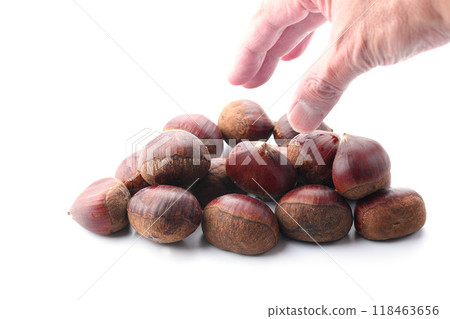 秋味栗(白底) 秋味栗(白底) 118463656