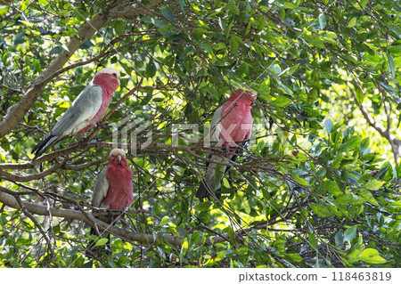 Parrots white and red color sitting on the branches of a tree. Three parrot with a white-red color of sitting among the tree branches 118463819