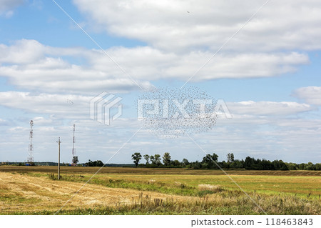 Autumn landscape. Rural field and a large flock of birds 118463843