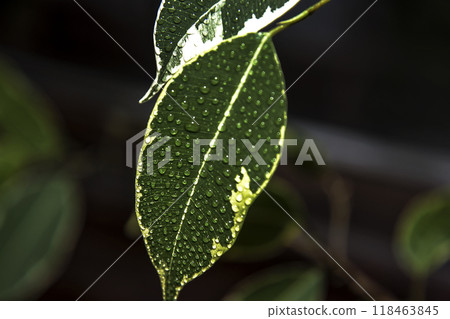 Sage leaf in drops of water. Drops of water on a green leaf of a plant sage Sage leaf in drops of water. Drops of water on a green leaf of a plant sage 118463845