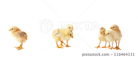 Collage with cute fluffy chickens on white background. Farm animals. Top view Collage with cute fluffy chickens on white background. Farm animals. Top view 118464131