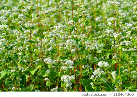 Buckwheat flower (buckwheat flower) Buckwheat field Buckwheat flower (buckwheat flower) Buckwheat field 118464360
