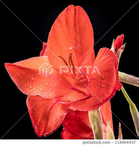 Blooming red gladiolus Oscar on a black background Blooming red gladiolus Oscar on a black background 118464437