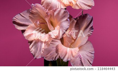 Blooming gladiolus chocolate on a pink background 118464443