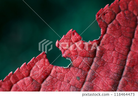 Beautiful carved edge autumn maroon leaf macro photo. High quality photo Beautiful wallpaper macro photo autumn. small veins and natural imperfection of nature in multi-colored tree leaves.  118464473