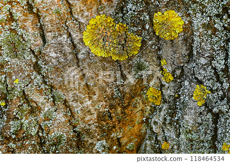 Yellow flowering lichen and moss on wrinkled bark of an old tree 118464534