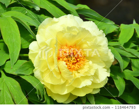 黃牡丹 118464793