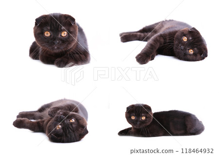 Set of black cat british shorthair with yellow eyes on white background 118464932
