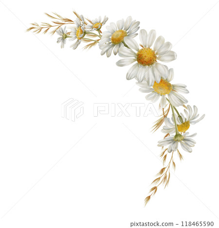 White chamomiles flowers,buds,dried flowers in semicircular frame as a symbol of purity, innocence, love, fidelity. Watercolor clipart on transparent background for product design, postcards, calendar White chamomiles flowers,buds,dried flowers in semicircular frame as a symbol of purity, innocence, love, fidelity. Watercolor clipart on transparent background for product design, postcards, calendar 118465590