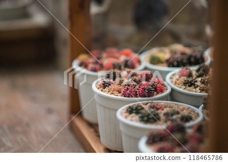 Cactus plant in flowerpots Cactus plant in flowerpots 118465786
