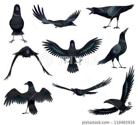 Ravens. Silhouettes Representing Various Bird Species Captured in Moments of Flight and Resting Ravens. Silhouettes Representing Various Bird Species Captured in Moments of Flight and Resting 118465916