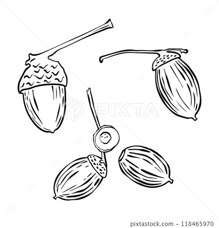 Vector set of oak acorns drawings. Autumn elements. Hand drawn detailed botanical illustration. Vintage fall seasonal decor. Great for label, sign, badge, seasonal decor 118465970