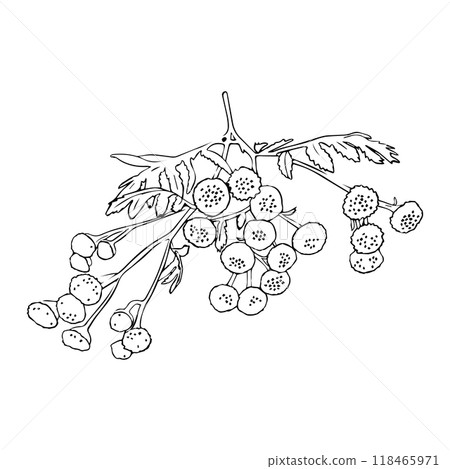 Black and white vector sketch of grass with flowers Achillea Milefolium or Yarrow , hand drawn, element for decorative floral design, isolated on white 118465971