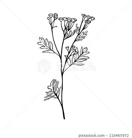 Black and white vector sketch of grass with flowers Achillea Milefolium or Yarrow , hand drawn, element for decorative floral design, isolated on white 118465972