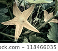 Pumpkin flower in the field. 118466035