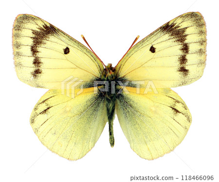 Yellow butterfly Colias sieversi isolated on transparent, close-up, macro. Design element. Pieridae, collection butterflies, insects. Yellow butterfly Colias sieversi isolated on transparent, close-up, macro. Design element. Pieridae, collection butterflies, insects. 118466096