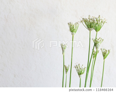 White background with flowers White background with flowers 118466164