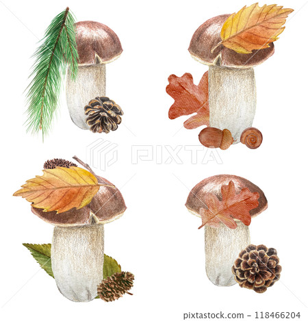 Porcini mushroom, alder leaf, cones, pine, oak watercolor compositions isolated on white. High quality hand painted plant design element perfect for cards, banners, posters, patterns, autumn decor 118466204