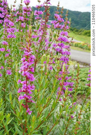 雨後長廊上盛開的紫色石南花 雨後長廊上盛開的紫色石南花 118466505