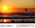 Beach and seabirds 118466570