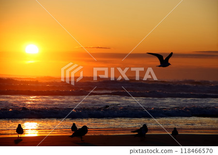 海灘和海鳥 海灘和海鳥 118466570
