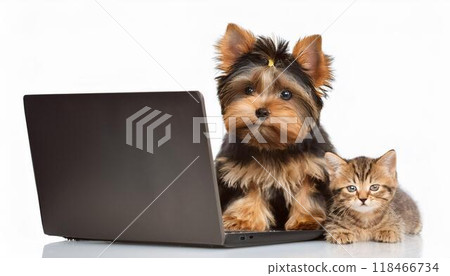 Puppy and cat using a laptop 118466734
