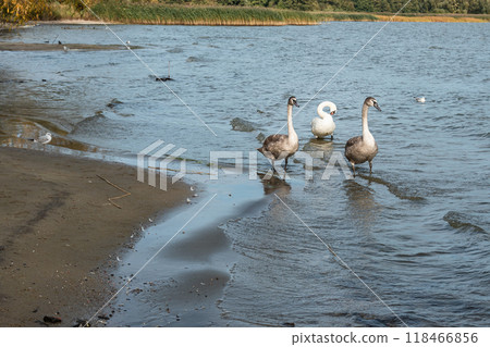 Swans on banks of Curonian Lagoon on Curonian Spit in village Lesnoy. Russia 118466856