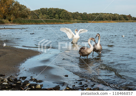 Swans on banks of Curonian Lagoon on Curonian Spit in village Lesnoy. Russia 118466857