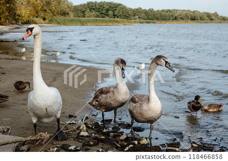 Swans on banks of Curonian Lagoon on Curonian Spit in village Lesnoy. Russia Swans on banks of Curonian Lagoon on Curonian Spit in village Lesnoy. Russia 118466858