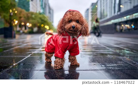 Walking a dog on a rainy day. A toy poodle wearing a raincoat. 118467022