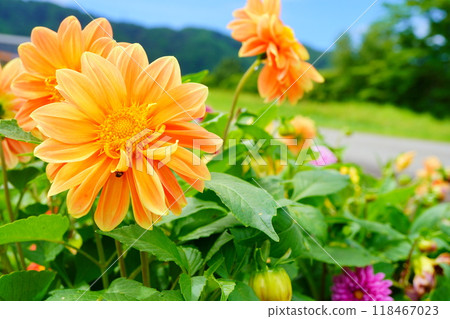 Orange Asteraceae flowers blooming under a blue summer sky. 118467023