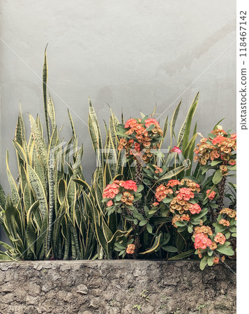 Sansevieria trifasciata (Dracaena trifasciata) Sansevieria trifasciata (Dracaena trifasciata) 118467142