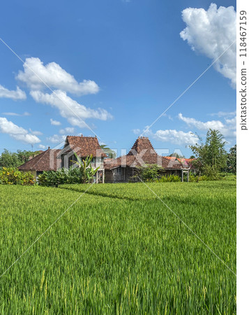Green rice field at sunny day in Bali island Green rice field at sunny day in Bali island 118467159