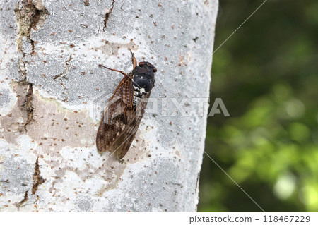 磨料樹棲息 118467229