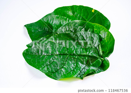 Morning Glory Leaves Morning Glory Leaves 118467536
