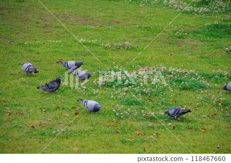 岩鴿、褐鴿、鴿子 118467660
