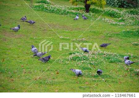 岩鴿、褐鴿、鴿子 118467661