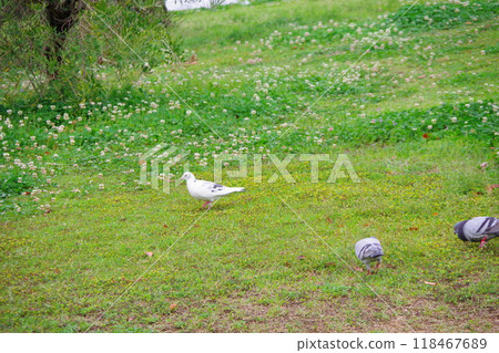 岩鴿、褐鴿、白鴿 岩鴿、褐鴿、白鴿 118467689