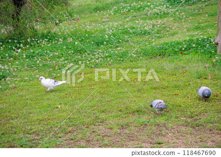 岩鴿（白色品種） 118467690