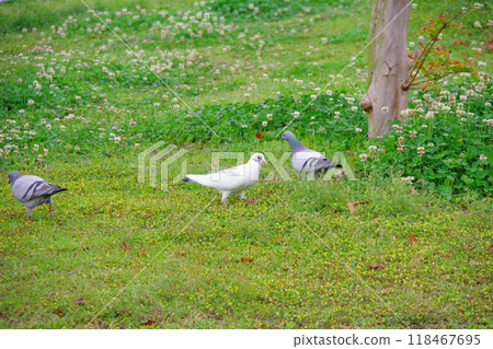 Rock dove, Feral pigeon, White pigeon 118467695