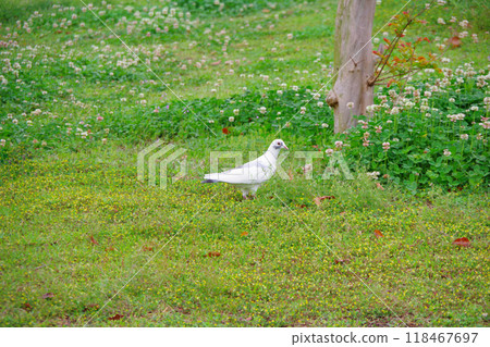 Rock dove, Feral pigeon, White pigeon 118467697