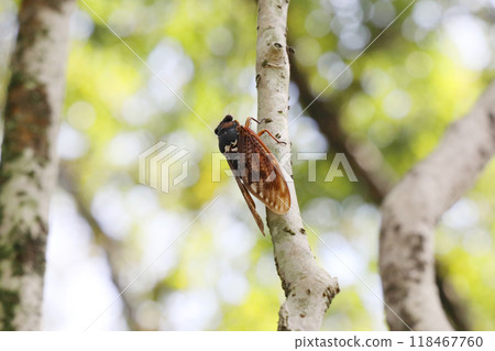 A cicada perched on a tree A cicada perched on a tree 118467760