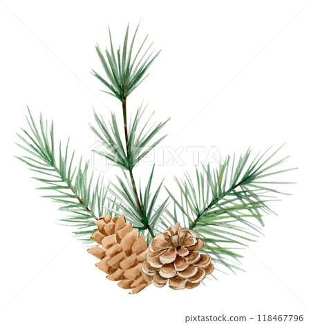 Watercolor composition with spruce and pine branches and cones on white background. Watercolor composition with spruce and pine branches and cones on white background. 118467796