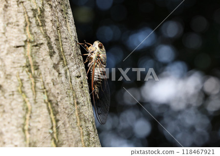 A cicada perched on a tree 118467921