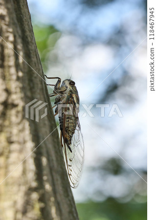 A cicada perched on a tree 118467945