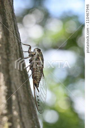 A cicada perched on a tree A cicada perched on a tree 118467946