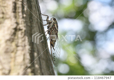 A cicada perched on a tree A cicada perched on a tree 118467947