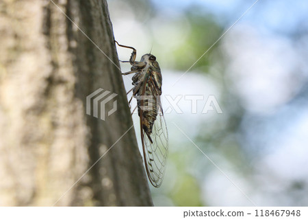 A cicada perched on a tree 118467948