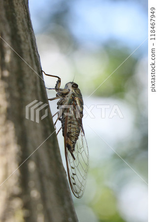 A cicada perched on a tree A cicada perched on a tree 118467949